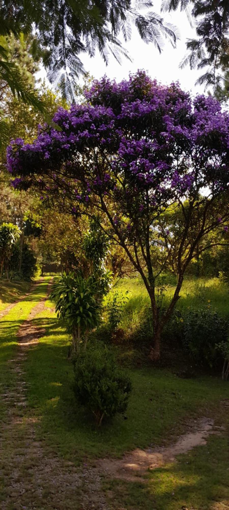 Sitio Gacied Suzano Exterior foto